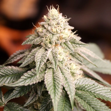 Sunset Bride Feminized cannabis flower bud by Humboldt Seed Organization