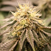 Sundogz Feminized cannabis flower bud by Humboldt Seed Organization