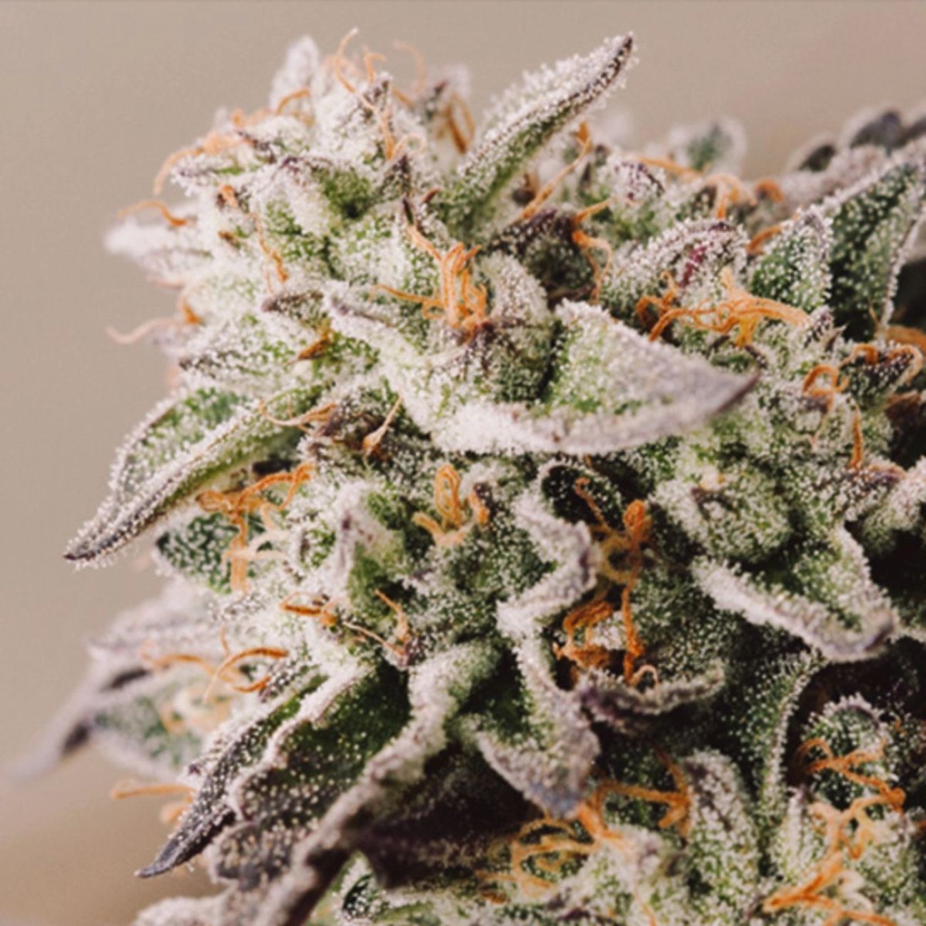 Vision Gelato Auto – Vision Seeds – Autoflowering