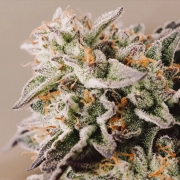 Vision Gelato Auto Autoflowering cannabis flower bud by Vision Seeds