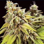 Doctor Jamaica Auto Autoflowering cannabis flower bud by Vision Seeds