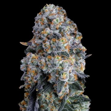 Alien DonutZ Feminized cannabis flower bud by Terp Treez Co