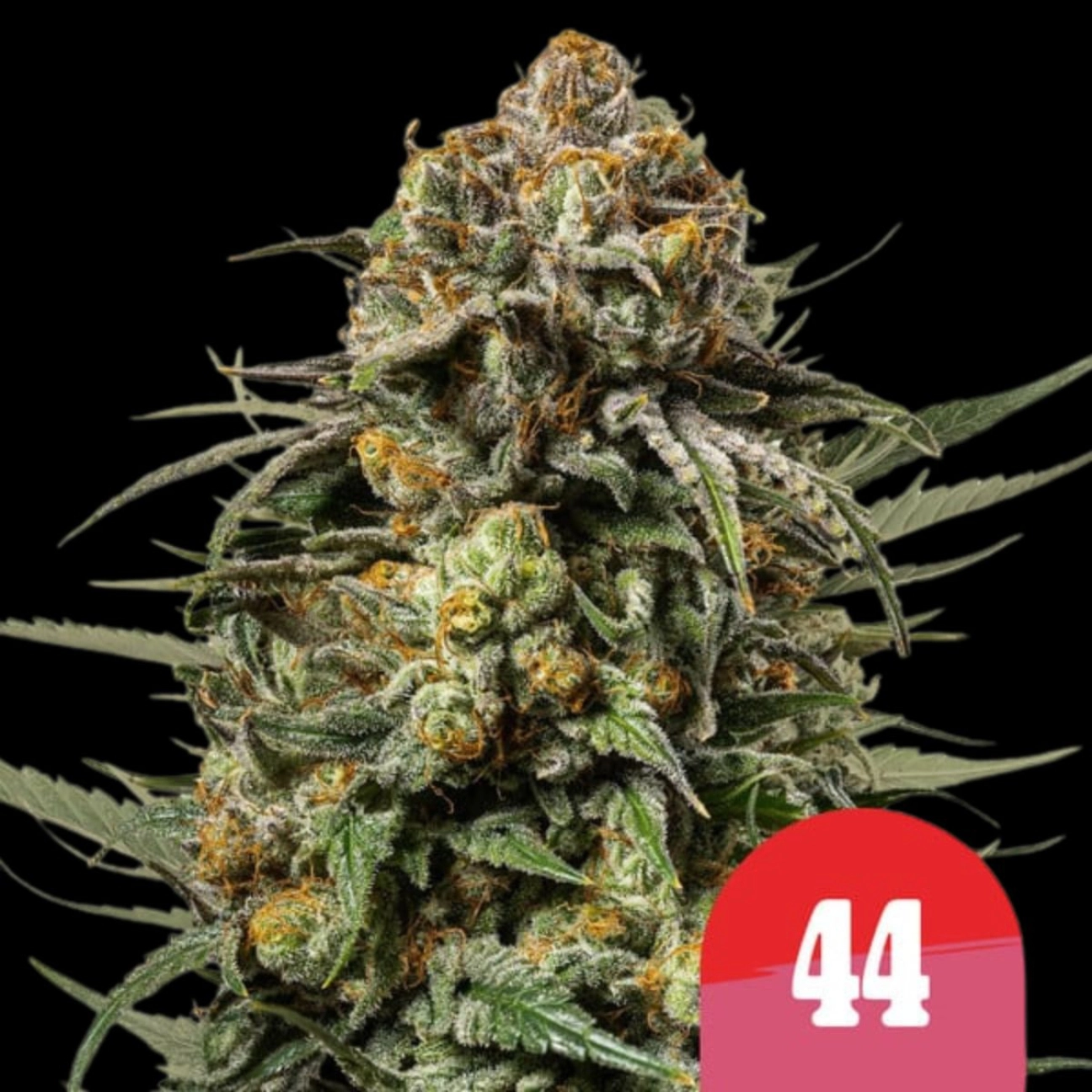 Gelato 44 – Royal Queen Seeds – Feminized