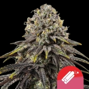Dynamite Diesel Feminized cannabis flower bud by Royal Queen Seeds