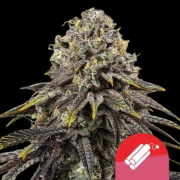 Dynamite Diesel Feminized cannabis flower bud by Royal Queen Seeds