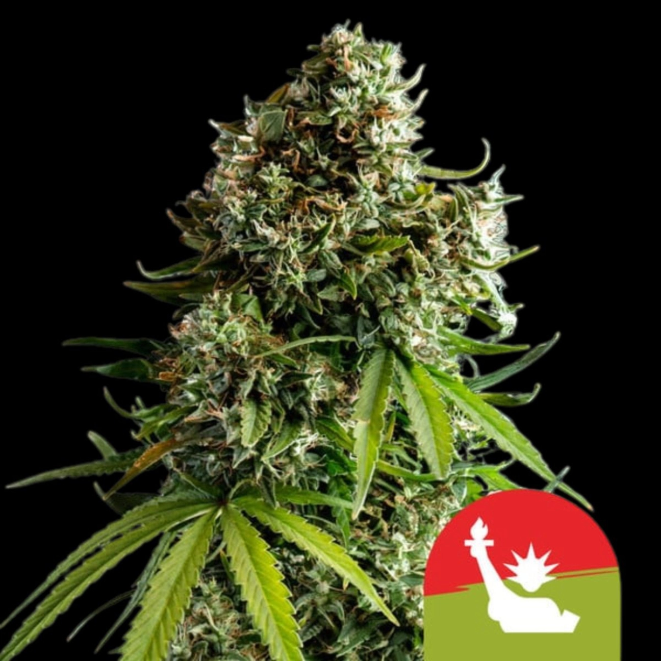 NYC Sour D Auto – Royal Queen Seeds – Autoflowering