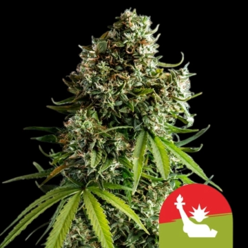 NYC Sour D Auto Autoflowering cannabis flower bud by Royal Queen Seeds