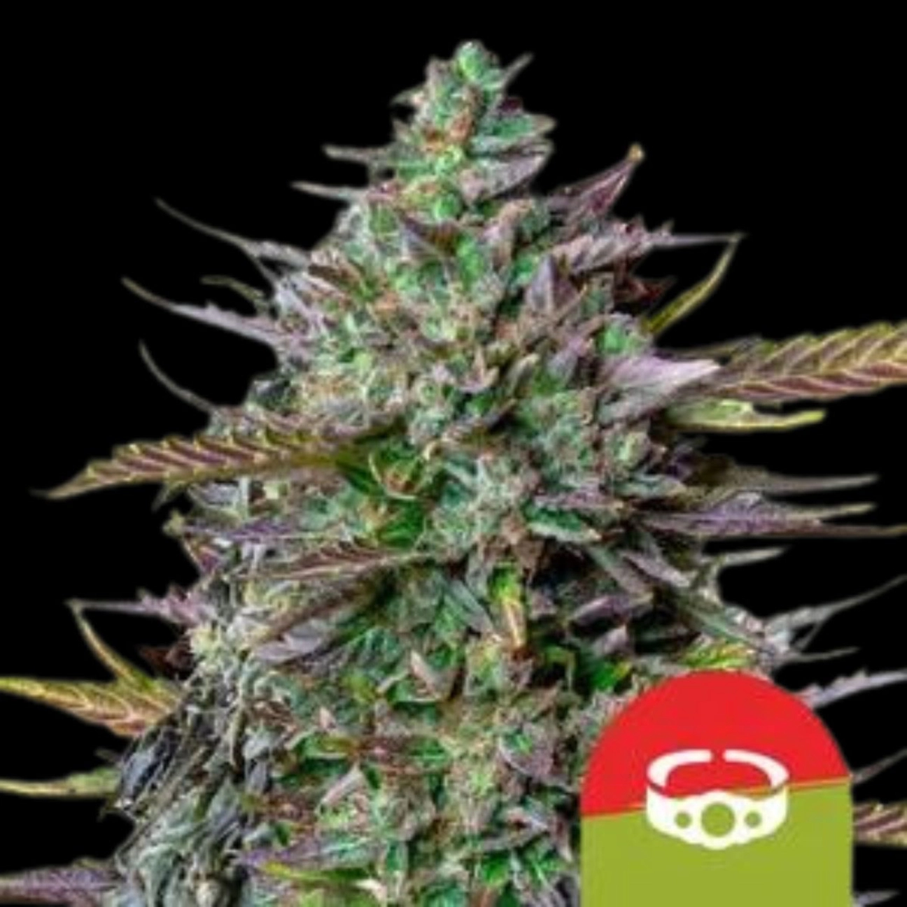GOAT'lato Auto – Royal Queen Seeds – Autoflowering