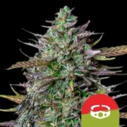 GOAT'lato Auto Autoflowering cannabis flower bud by Royal Queen Seeds