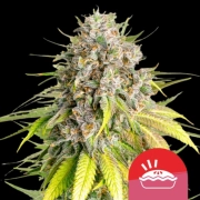Punch Pie Feminized cannabis flower bud by Royal Queen Seeds