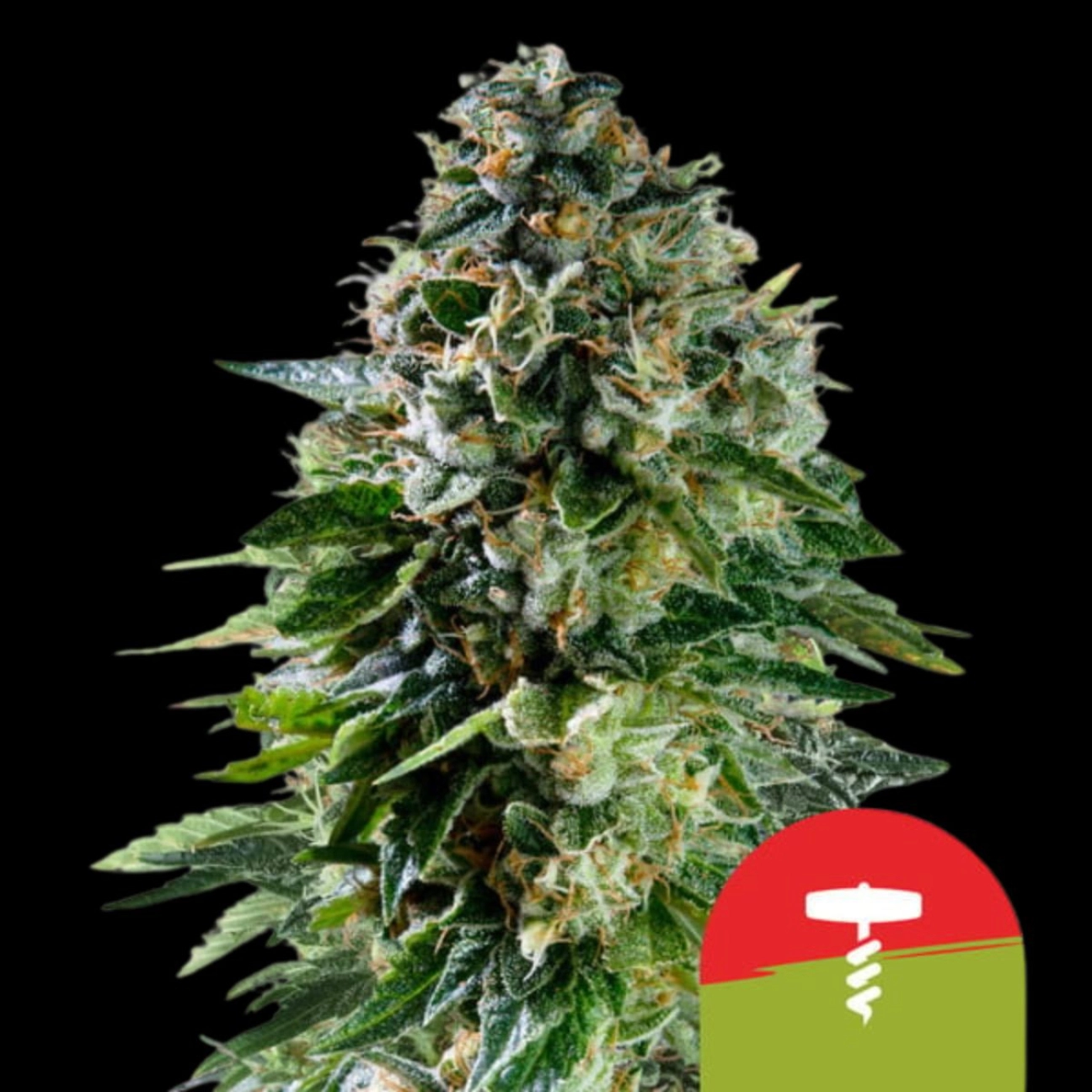 Corkscrew Auto – Royal Queen Seeds – Autoflowering