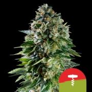 Corkscrew Auto Autoflowering cannabis flower bud by Royal Queen Seeds