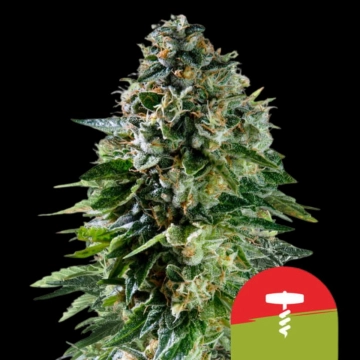 Corkscrew Auto Autoflowering cannabis flower bud by Royal Queen Seeds