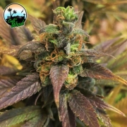 Starburst Feminized cannabis flower bud by Cali Weed