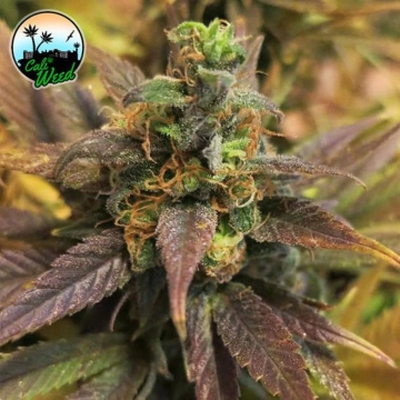 Starburst Feminized cannabis flower bud by Cali Weed