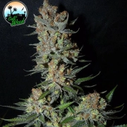 Strawberry Banana Smoothie Feminized cannabis flower bud by Cali Weed