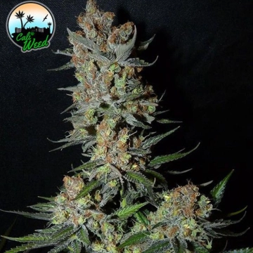 Strawberry Banana Smoothie Feminized cannabis flower bud by Cali Weed