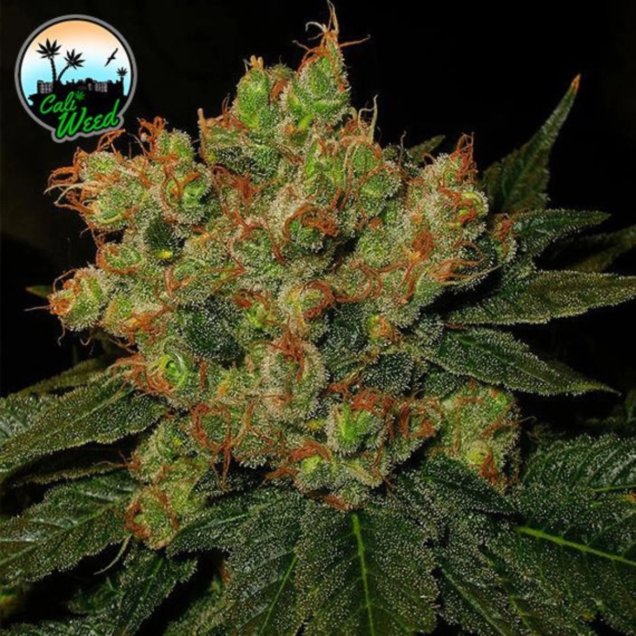 Strawberry Gelato – Cali Weed – Feminized