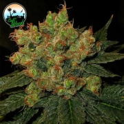Strawberry Gelato Feminized cannabis flower bud by Cali Weed