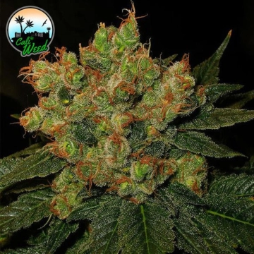 Strawberry Gelato Feminized cannabis flower bud by Cali Weed