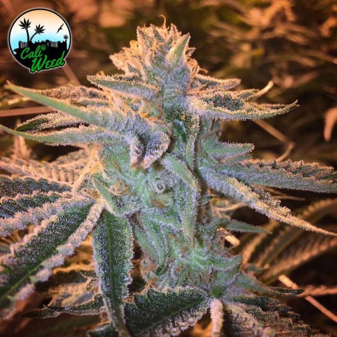 Sunset Sherbet – Cali Weed – Feminized