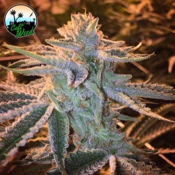Sunset Sherbet Feminized cannabis flower bud by Cali Weed