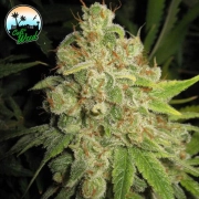 Raspberry Zkittlez Feminized cannabis flower bud by Cali Weed