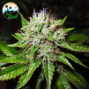 Jon Snow Auto Autoflowering cannabis flower bud by Cali Weed