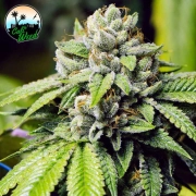 JON SNOW Feminized cannabis flower bud by Cali Weed