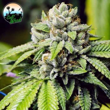JON SNOW Feminized cannabis flower bud by Cali Weed