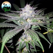 Headbanger Feminized cannabis flower bud by Cali Weed