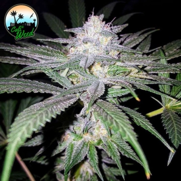 Headbanger Feminized cannabis flower bud by Cali Weed