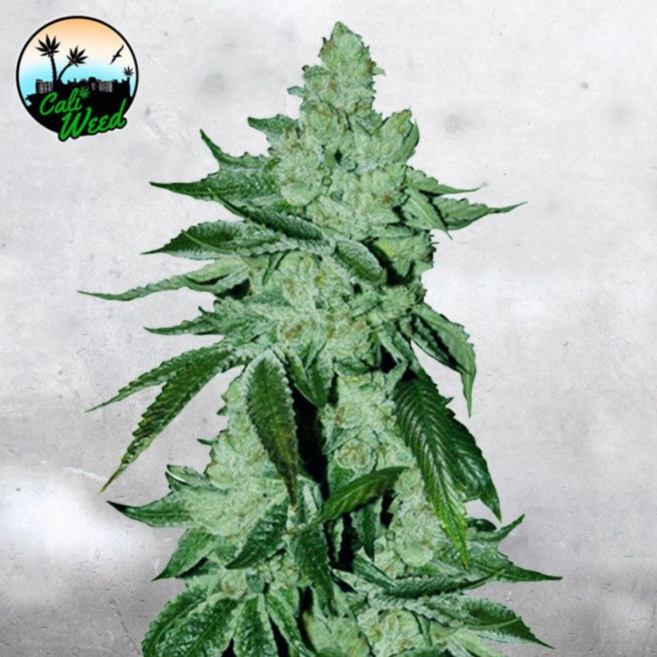 Girl Scout Cookies Auto – Cali Weed – Autoflowering