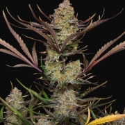Apple Strudel Auto Autoflowering cannabis flower bud by FastBuds Seeds