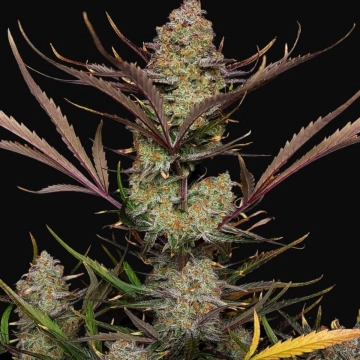 Apple Strudel Auto Autoflowering cannabis flower bud by FastBuds Seeds