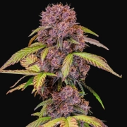 Lemon Cherry Cookies Auto Autoflowering cannabis flower bud by FastBuds Seeds