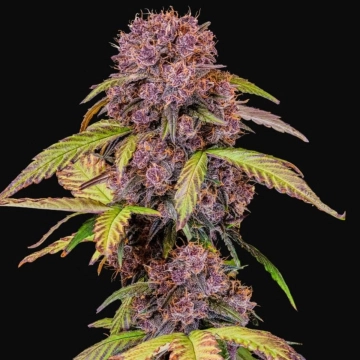 Lemon Cherry Cookies Auto Autoflowering cannabis flower bud by FastBuds Seeds