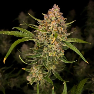 Guava Auto Autoflowering cannabis flower bud by FastBuds Seeds