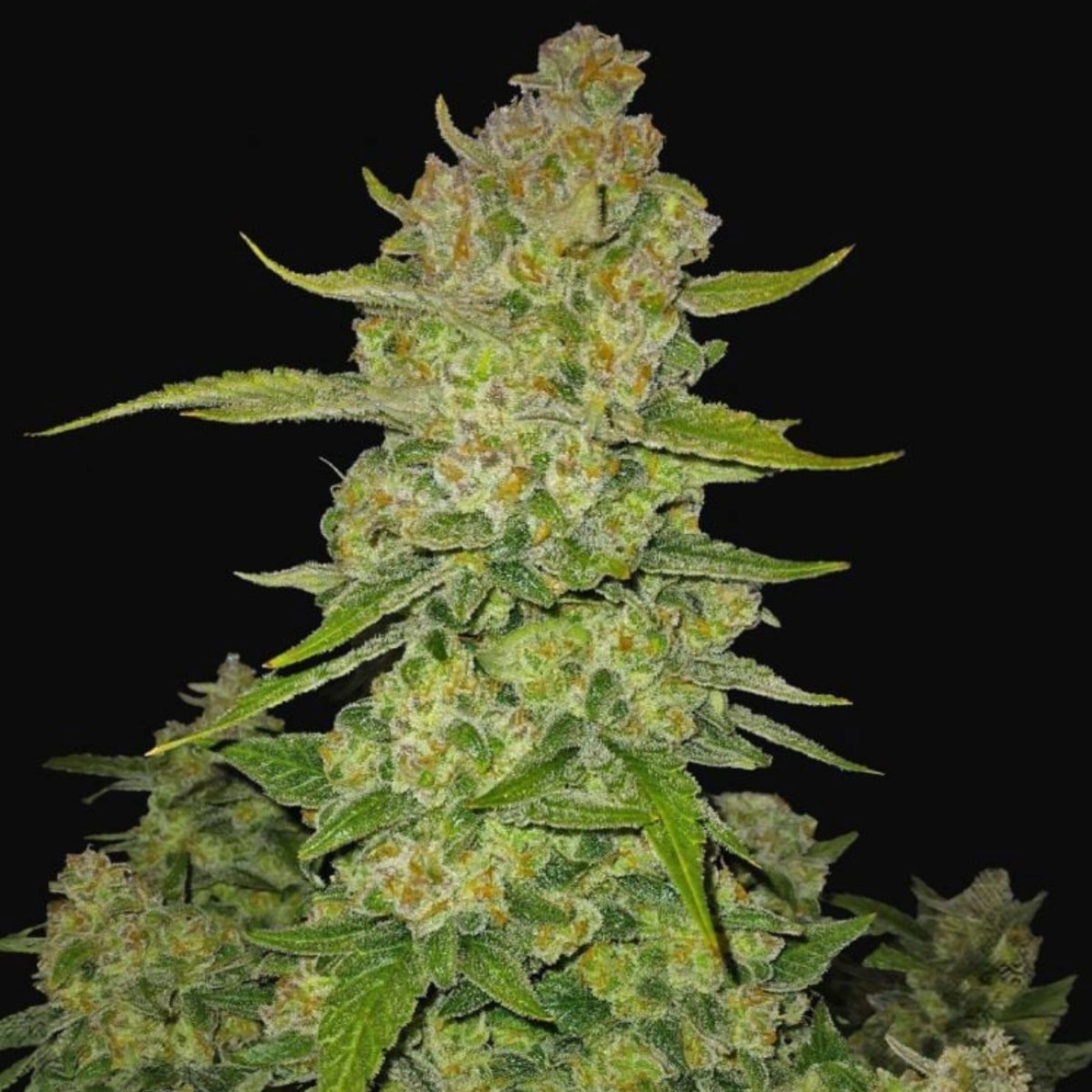 Papaya Cookies Auto – FastBuds – Autoflowering