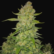 Papaya Cookies Auto Autoflowering cannabis flower bud by FastBuds Seeds