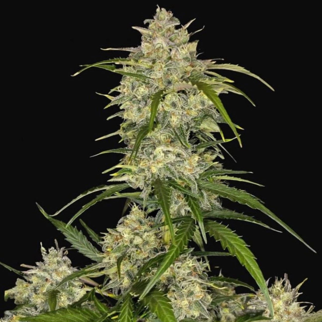 Sour Jealousy Auto – FastBuds – Autoflowering