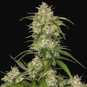 Sour Jealousy Auto Autoflowering cannabis flower bud by FastBuds Seeds