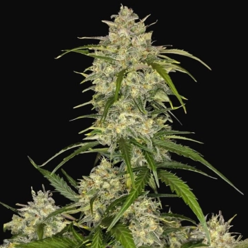 Sour Jealousy Auto Autoflowering cannabis flower bud by FastBuds Seeds