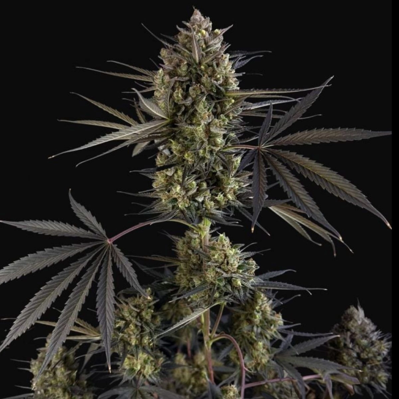 Pound Cake Auto – FastBuds – Autoflowering