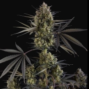 Pound Cake Auto Autoflowering cannabis flower bud by FastBuds Seeds