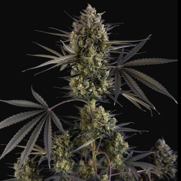 Pound Cake Auto Autoflowering cannabis flower bud by FastBuds Seeds