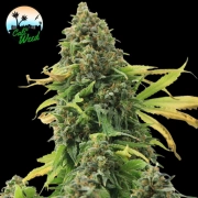 Girl Scout Cookies Feminized cannabis flower bud by Cali Weed