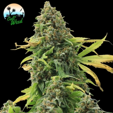 Girl Scout Cookies Feminized cannabis flower bud by Cali Weed