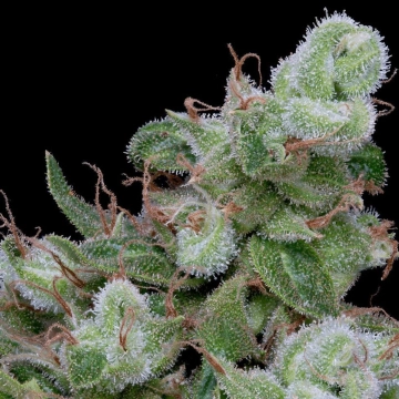 CHEMDAWG #4 Feminized cannabis flower bud by Bighead Seeds