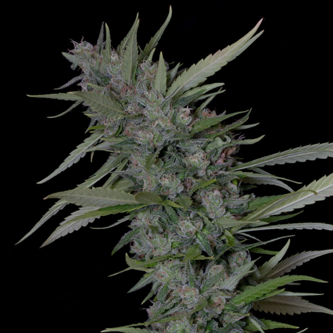 BRUCE BANNER #3 – Bighead Seeds – Feminized